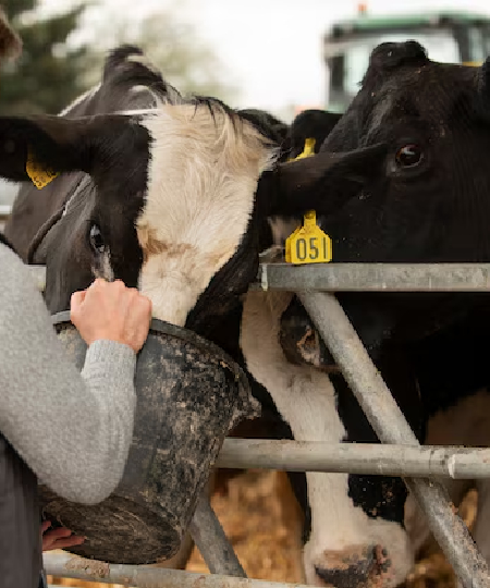 cow-feeding